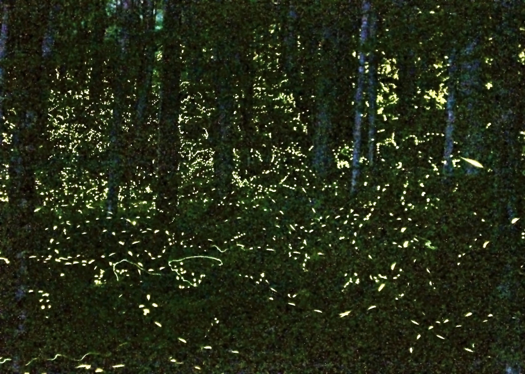 The Synchronous fireflies flash in waves